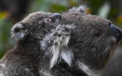 Gassy, koala-threatening coal mine gets state stamp
