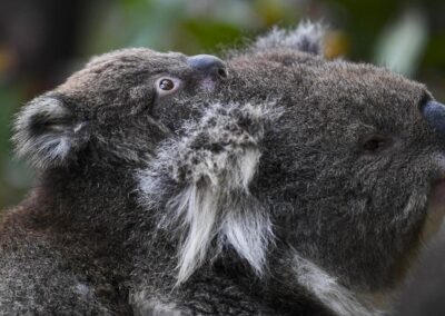 Gassy, koala-threatening coal mine gets state stamp