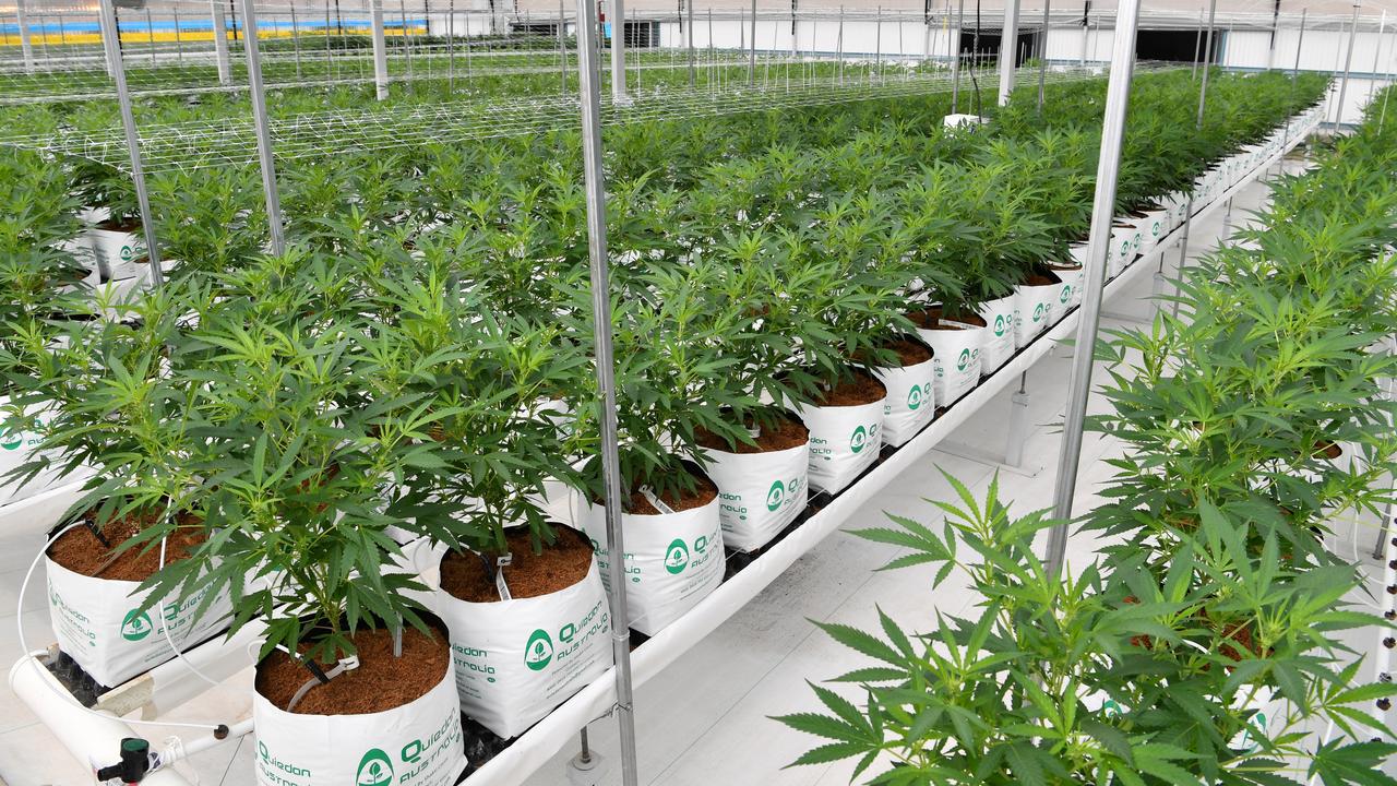 Medicinal cannabis plants growing at a farm