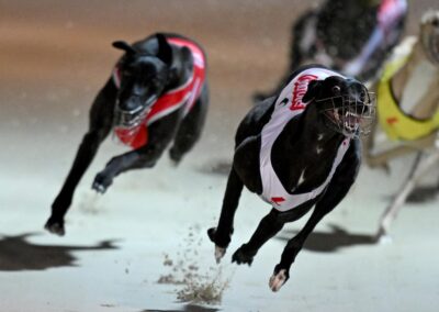 Gambling and welfare issues dog greyhound racing boons