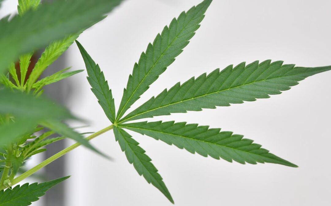 Scientists up-end mental health case for medical weed