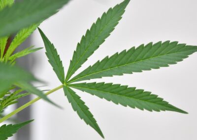 Scientists up-end mental health case for medical weed