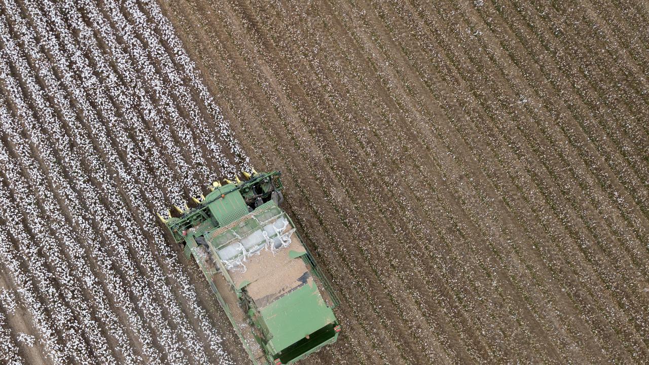 Cotton harvest