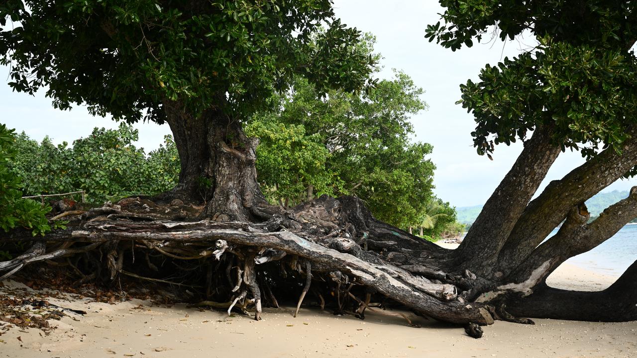 A tree with exposed roots due to erosion in Vanuatu (file image)