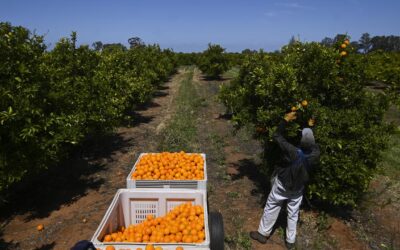 Migrants help keep rural Australia alive, farmers say