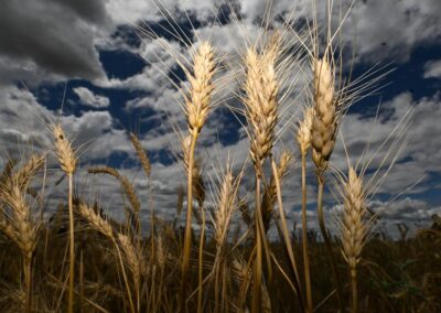 Global glut hits grain handler as farmers hold back