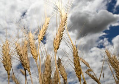Farmers eye yield gains as fertiliser, fuel costs surge
