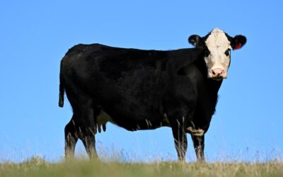 Aussie cattle producer beefs up profit, despite floods