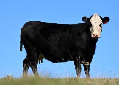Aussie cattle producer beefs up profit, despite floods
