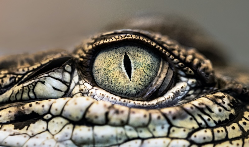 Image: David Clode, Unsplash