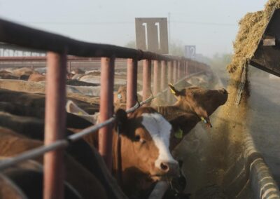Flesh-eating cattle parasite screwworm spreading in US