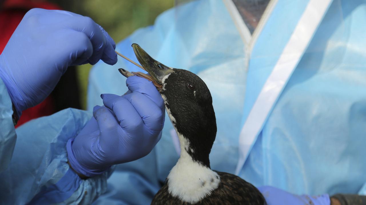 A duck was diagnosed with bird flu (file)