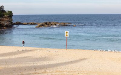 Cull caution urged after city beach shark attack