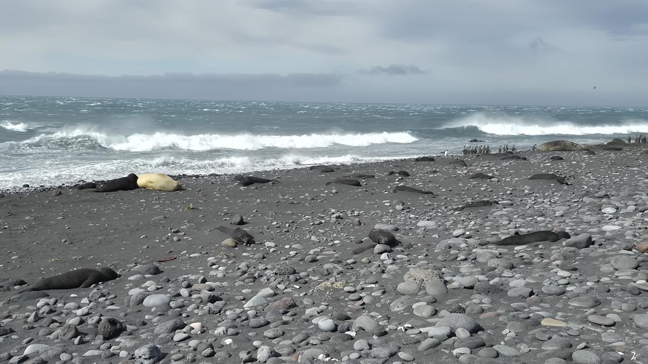 Heard Island 