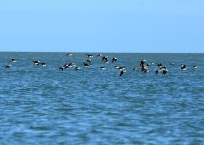 Fears killer bird flu has reached Australian mainland
