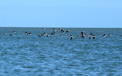 Fears killer bird flu has reached Australian mainland
