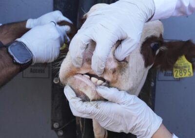 Second screwworm case as fears of US outbreak grow