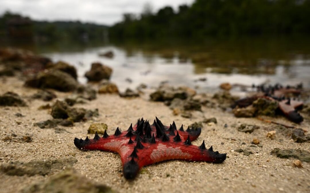 Australia urged to step up climate leadership on oceans