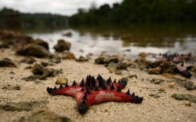 Australia urged to step up climate leadership on oceans