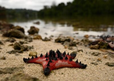 Australia urged to step up climate leadership on oceans