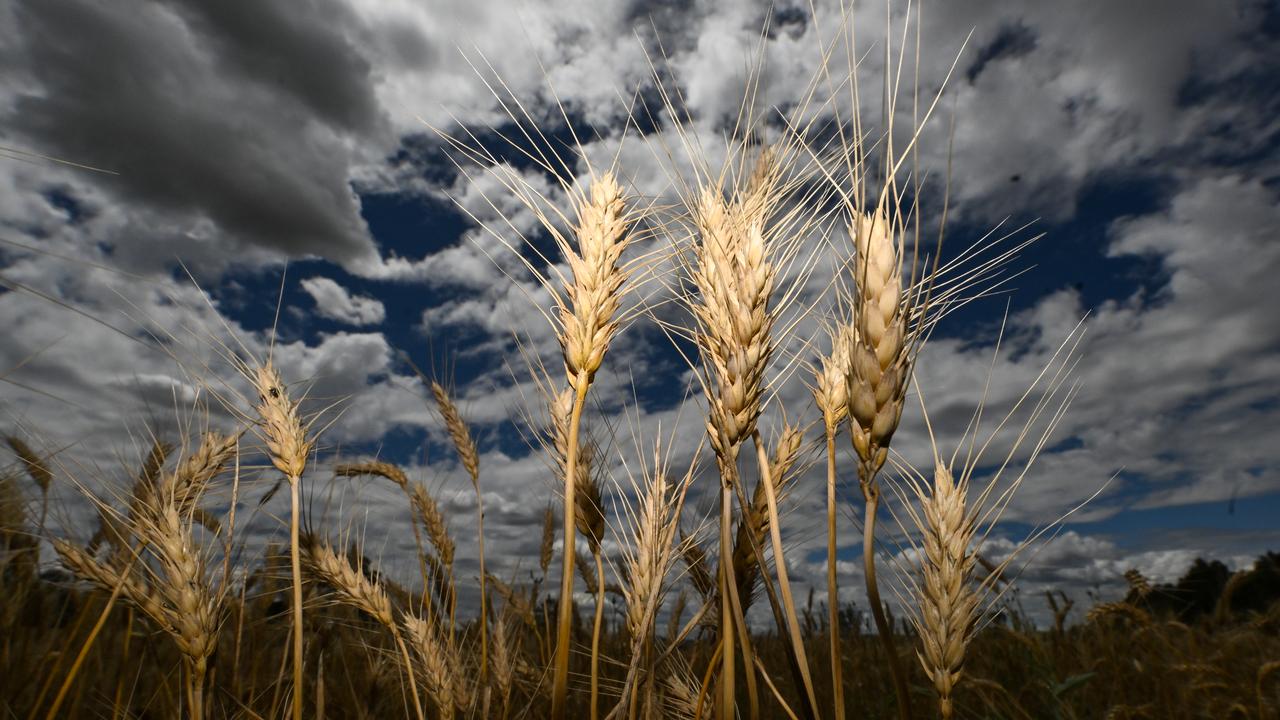 Wheat heads in the field