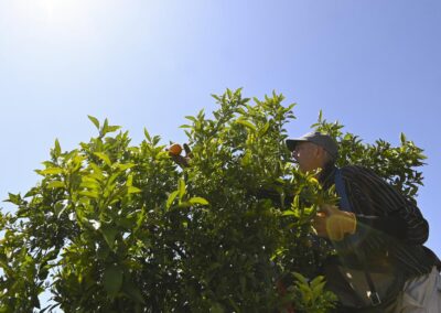 El Nino’s surprise sweet spot, while salad days slow