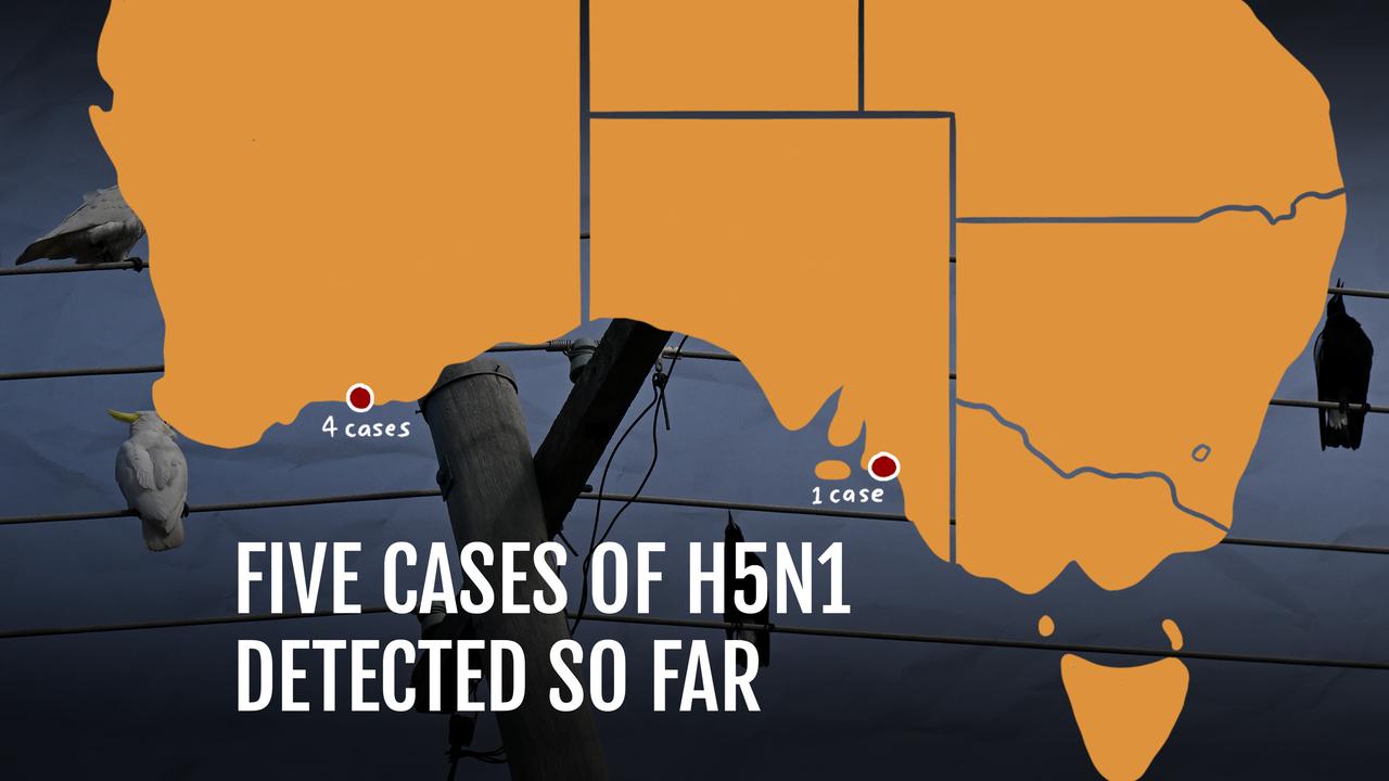 Bird flu map