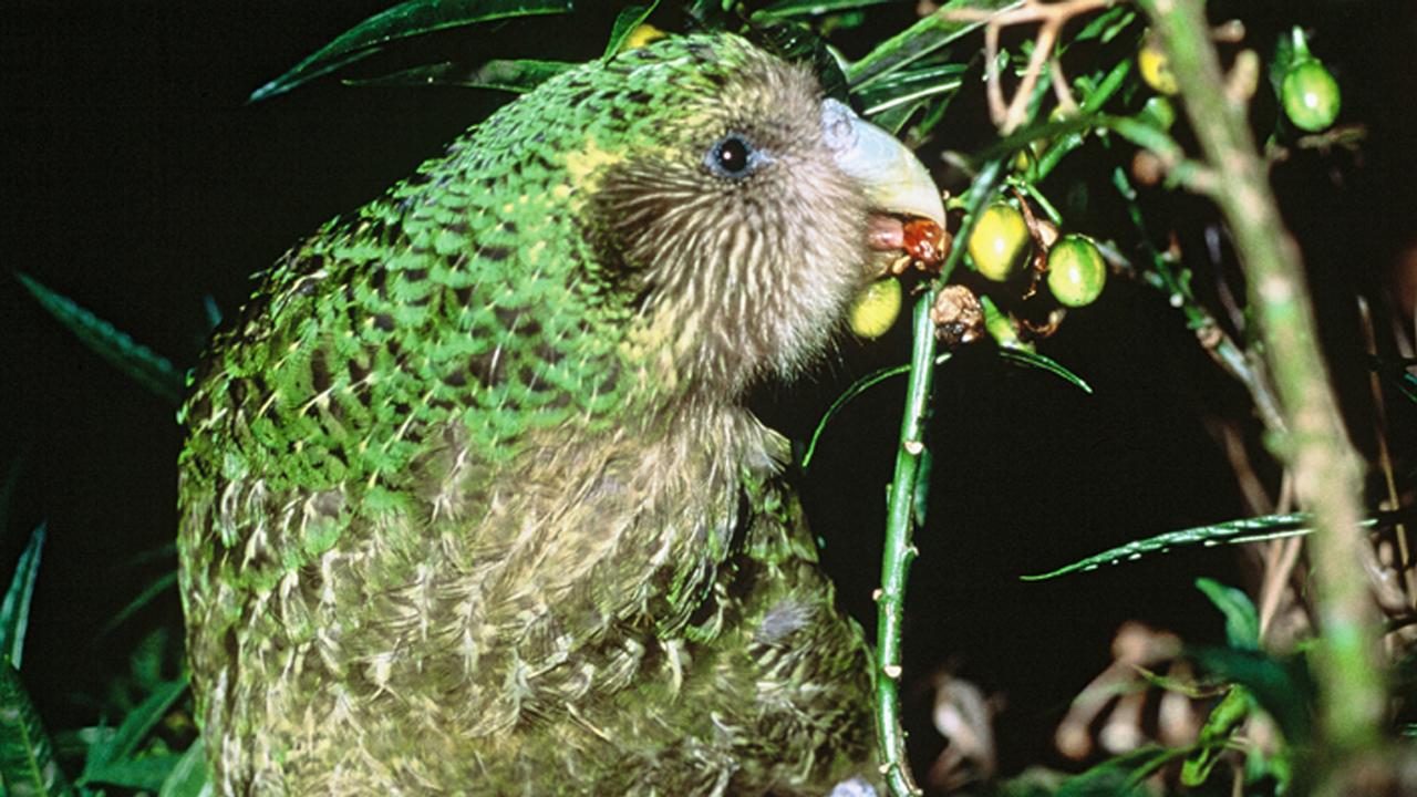 A kakapo in Chalky Island, New Zealand