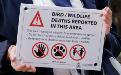 ‘Worst nightmare’: first native bird flu case confirmed