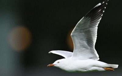 Mass deaths warning: bird flu spread set to accelerate