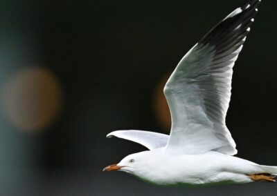 Mass deaths warning: bird flu spread set to accelerate
