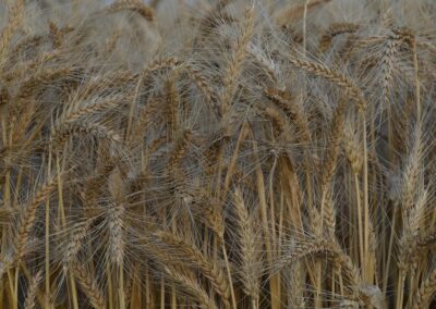 Warning ‘dire combination’ poses regional food crunch