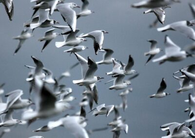 New Zealand reports first H5N1 bird flu case
