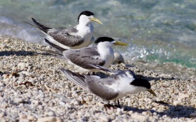 ‘Long, difficult journey’: first bird flu mass deaths