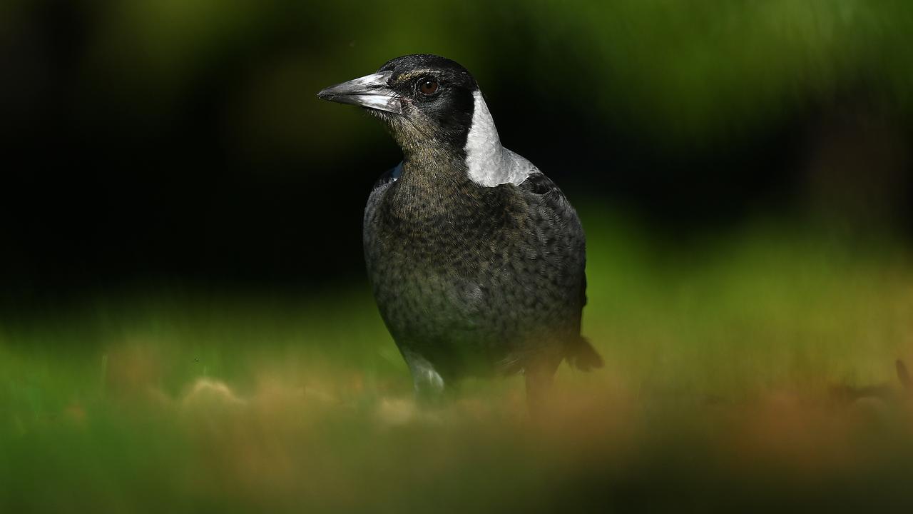 A magpie (file image)