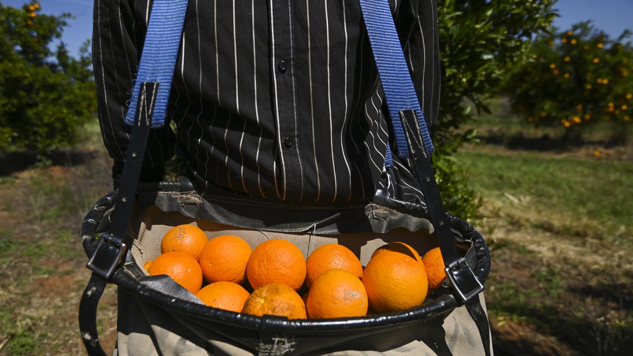 A fruit picker