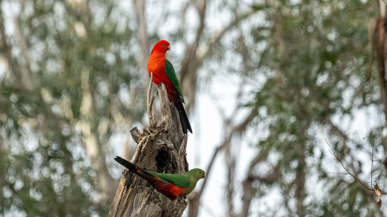 Australian King-Parrots
