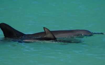 Dolphin contracts bird flu as staff pulled from island