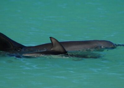 Dolphin contracts bird flu as staff pulled from island