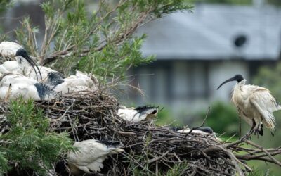 Bird flu outbreak sparks wildlife vaccination debate