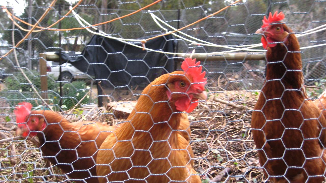 chooks