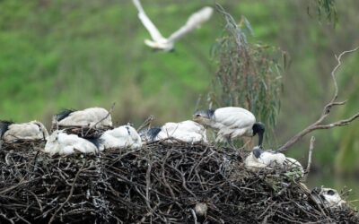 Challenge for native bird colony amid flu outbreak