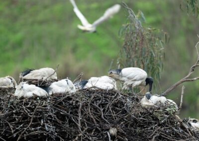 Challenge for native bird colony amid flu outbreak