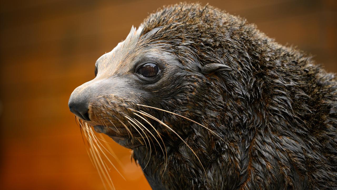 A fur seal (file image)