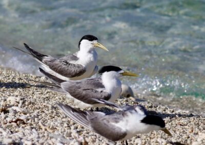 First inland bird flu case sparks ‘alarm bells’