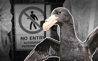 Mass deaths in two states heightens bird flu alarm