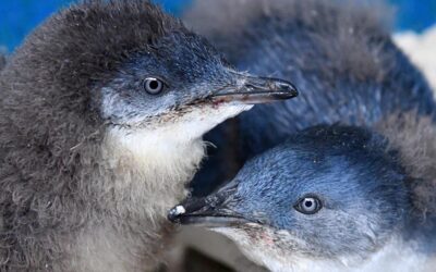 Race to vaccinate after deadly bird flu milestone