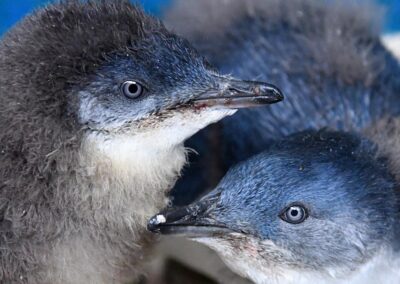 Race to vaccinate after deadly bird flu milestone