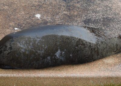 Seal death sparks more bird flu fears as cases mount