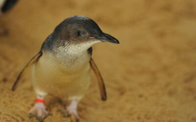 ‘Grim news’: Penguin alert as bird flu outbreak worsens